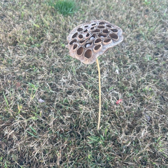 Multi piece gourd lotus natural decor  set - Picture 9 of 13